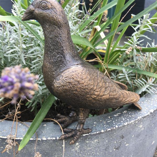Grote foto duif vol bronskleur metaal prachtig beeldje tuin en terras tuindecoratie
