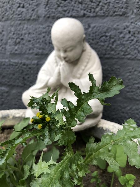 Grote foto shaolin monnik zittend biddend vol steen tuin en terras tuindecoratie