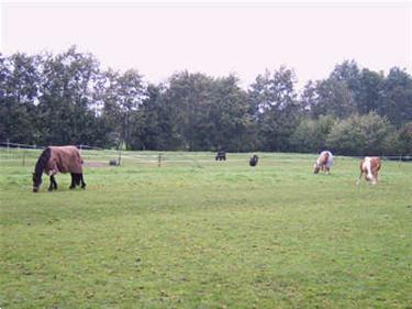 Grote foto stalling weidegang in friesland drogeham dieren en toebehoren stalling en weidegang