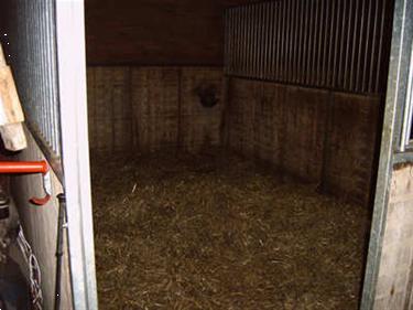 Grote foto stalling weidegang in friesland drogeham dieren en toebehoren stalling en weidegang