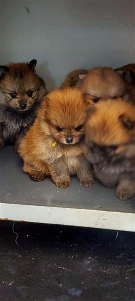 Grote foto pomeriaan bearfase dieren en toebehoren poolhonden keeshonden en oertypen