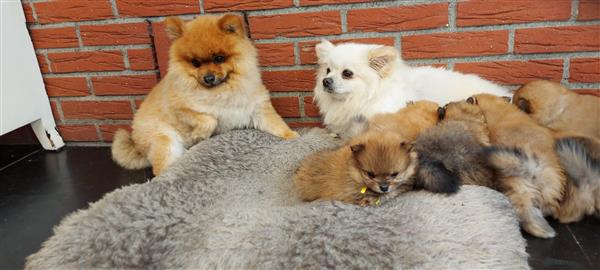 Grote foto pomeriaan bearfase dieren en toebehoren poolhonden keeshonden en oertypen