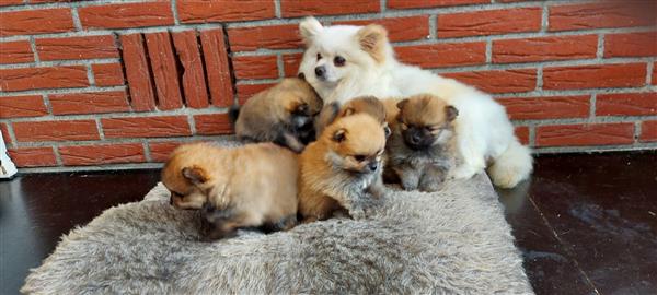 Grote foto pomeriaan bearfase dieren en toebehoren poolhonden keeshonden en oertypen