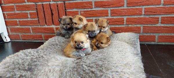 Grote foto pomeriaan bearfase dieren en toebehoren poolhonden keeshonden en oertypen