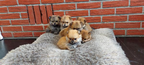 Grote foto pomeriaan bearfase dieren en toebehoren poolhonden keeshonden en oertypen