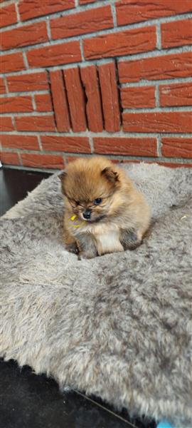 Grote foto pomeriaan bearfase dieren en toebehoren poolhonden keeshonden en oertypen