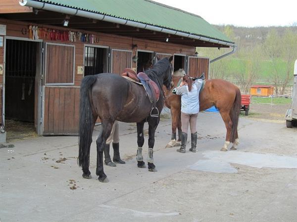Grote foto ruiter paardrij arrangement hongarije vakantie sportief en actief