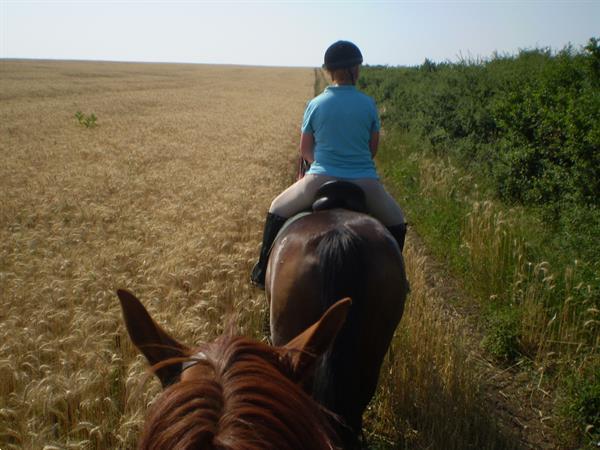 Grote foto ruiter paardrij arrangement hongarije vakantie sportief en actief