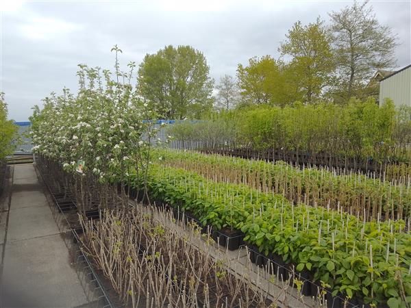 Grote foto gezocht kasruimte locatie voor tuinplanten agrarisch tuinbouw