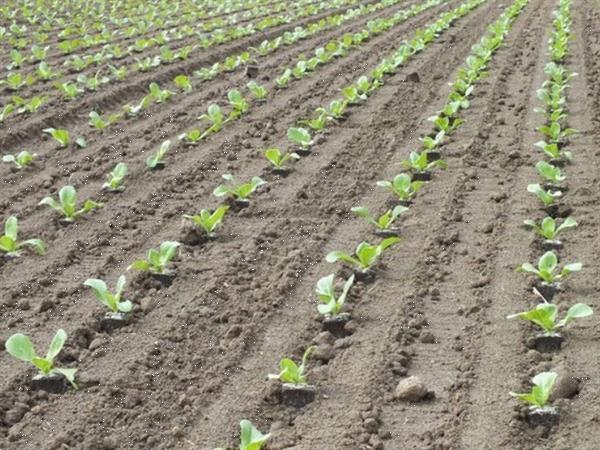 Grote foto basrijs getrokken bandplantmachine voor perskluiten agrarisch zaaimachines