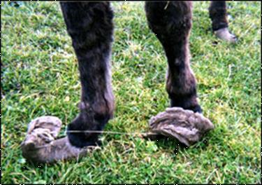 Grote foto aide aux anes ezelopvang in frankrijk dieren en toebehoren pony