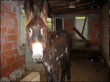 Grote foto aide aux anes ezelopvang in frankrijk dieren en toebehoren pony