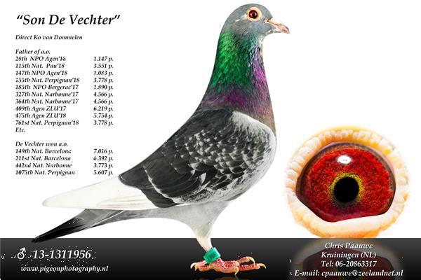 Grote foto te koop jellema beens ko van dommelen duiven dieren en toebehoren duiven