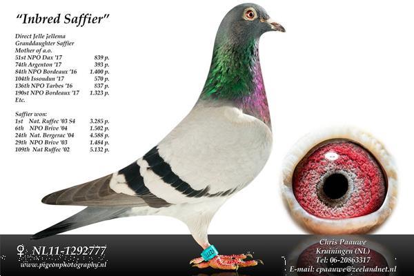 Grote foto te koop jellema beens ko van dommelen duiven dieren en toebehoren duiven