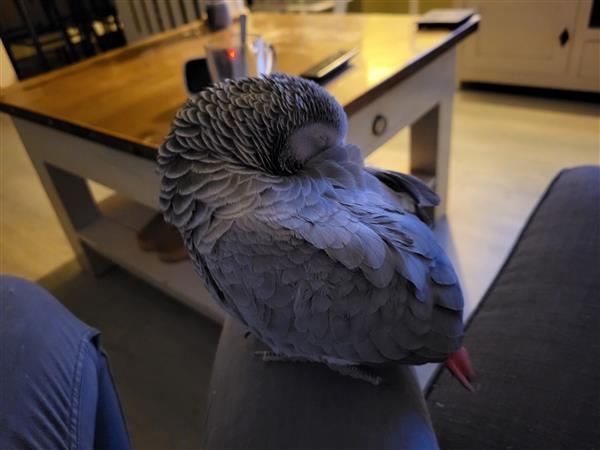 Grote foto grijze roodstaart dieren en toebehoren parkieten en papegaaien