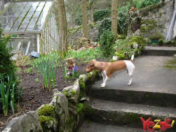 Grote foto romantische cottage geweldige tuin durbuy hond ok vakantie belgi