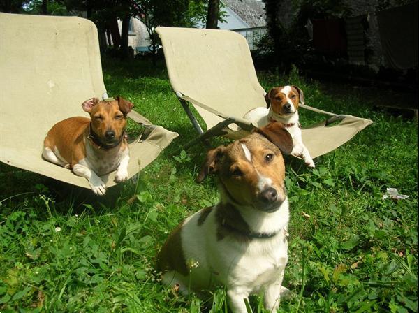 Grote foto leuk 4p.huisje in durbuy houtkachel wifi hond ok vakantie belgi