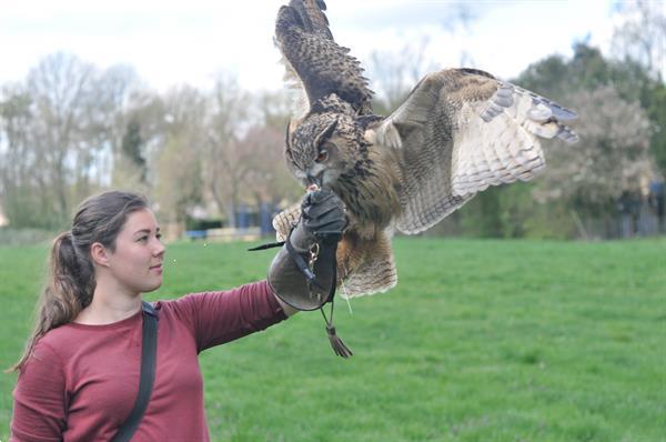 Grote foto zelf vliegen met roofvogels en uilen. dieren en toebehoren overige vogels