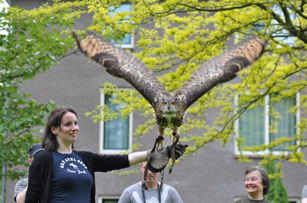 Grote foto zelf vliegen met roofvogels en uilen. dieren en toebehoren overige vogels