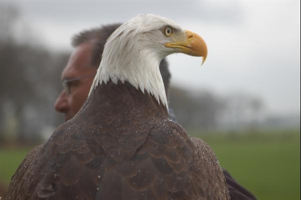 Grote foto zelf vliegen met roofvogels en uilen. dieren en toebehoren overige vogels