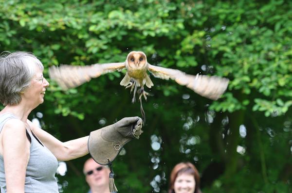 Grote foto zelf vliegen met roofvogels en uilen. dieren en toebehoren overige vogels
