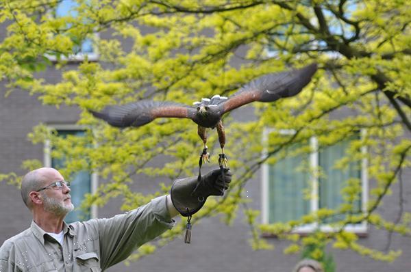 Grote foto zelf vliegen met roofvogels en uilen. dieren en toebehoren overige vogels