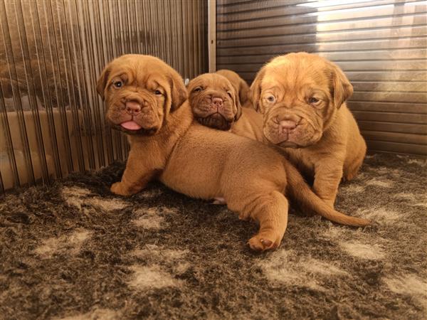 Grote foto bordeaux dog pups stamboom kmsh dieren en toebehoren bulldogs pinschers en molossers