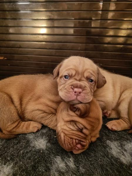 Grote foto bordeaux dog pups stamboom kmsh dieren en toebehoren bulldogs pinschers en molossers