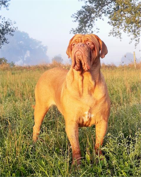 Grote foto bordeaux dog pups stamboom kmsh dieren en toebehoren bulldogs pinschers en molossers