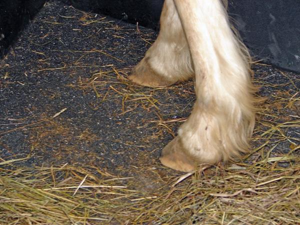 Grote foto agrarische vloeren agrarisch veehouderij