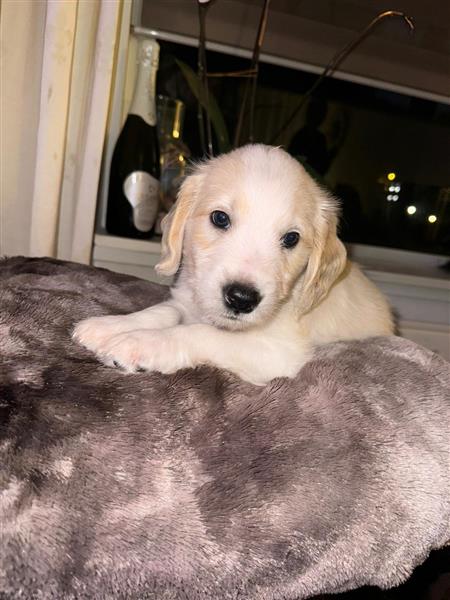 Grote foto labradoodle dieren en toebehoren overige honden