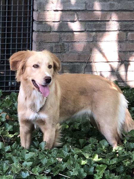 Grote foto labradoodle dieren en toebehoren overige honden