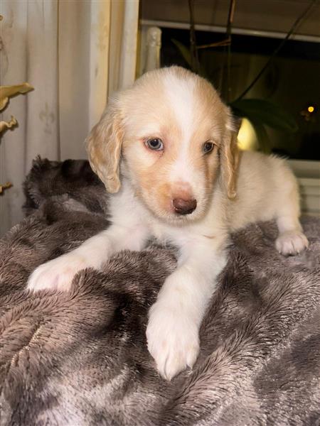 Grote foto labradoodle dieren en toebehoren overige honden