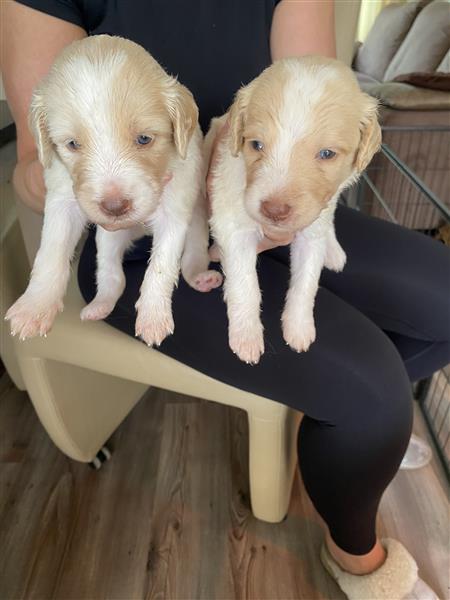 Grote foto labradoodle dieren en toebehoren overige honden