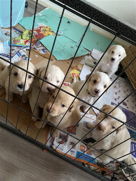 Grote foto labradoodle dieren en toebehoren overige honden