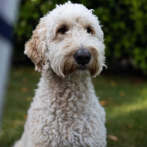 Grote foto labradoodle dieren en toebehoren overige honden