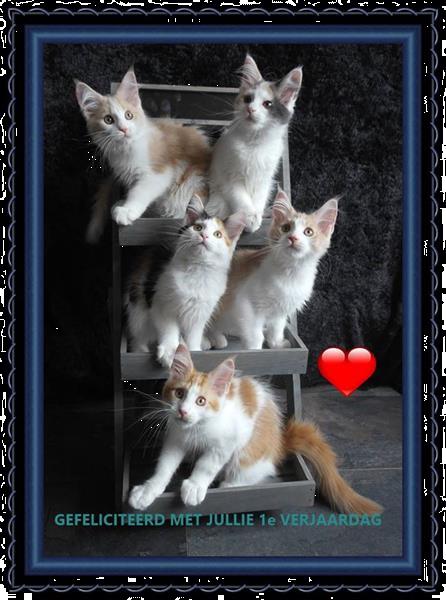 Grote foto maine coon kittens dieren en toebehoren overige katten