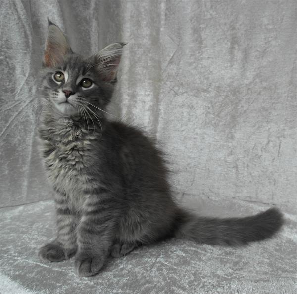 Grote foto maine coon kittens dieren en toebehoren overige katten