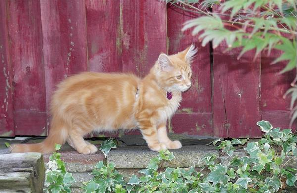 Grote foto maine coon kittens dieren en toebehoren overige katten