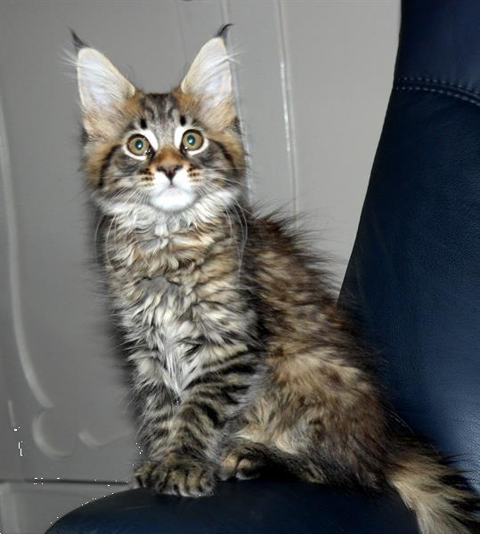 Grote foto maine coon kittens dieren en toebehoren overige katten