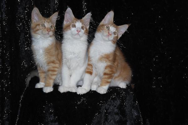Grote foto maine coon kittens dieren en toebehoren overige katten