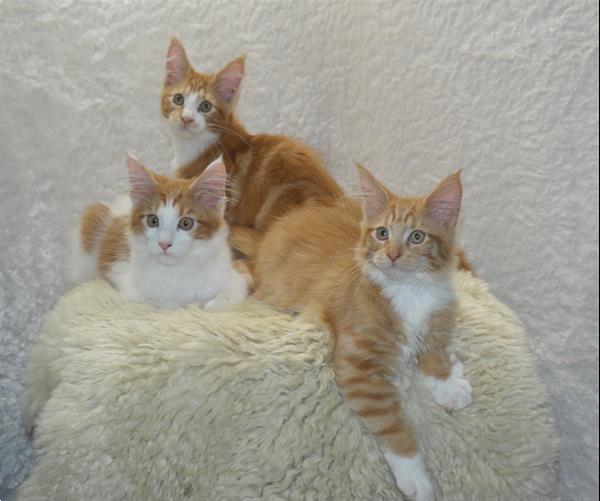 Grote foto maine coon kittens dieren en toebehoren overige katten