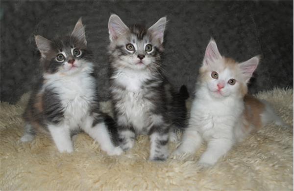 Grote foto maine coon kittens dieren en toebehoren overige katten