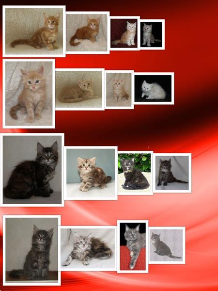Grote foto maine coon kittens dieren en toebehoren overige katten