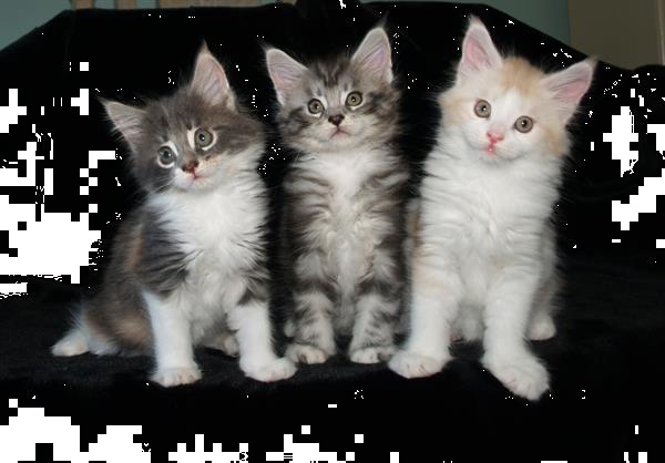 Grote foto maine coon kittens dieren en toebehoren overige katten