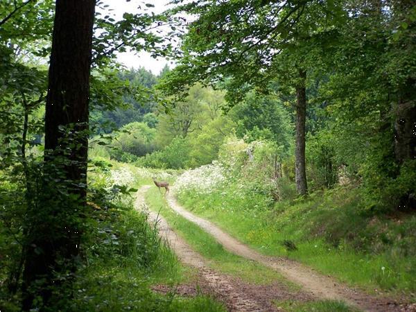 Grote foto sfeervol kamperen met veel genieten caravans en kamperen campings