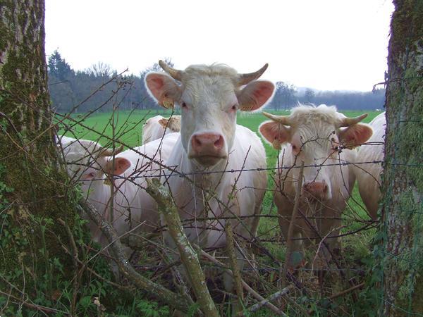 Grote foto sfeervol kamperen met veel genieten caravans en kamperen campings