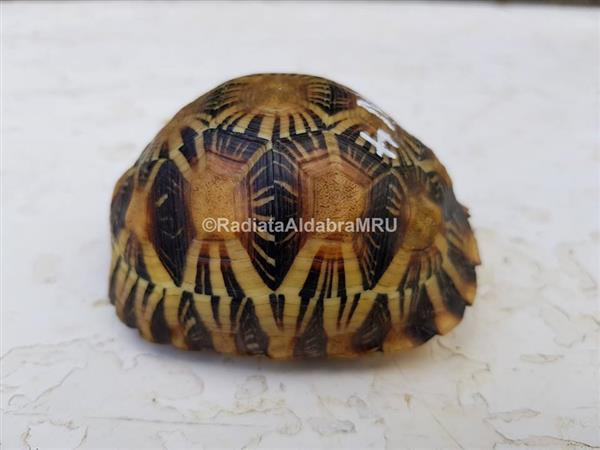 Grote foto aldabra schildpad online kopen dieren en toebehoren reptielen en amfibie n