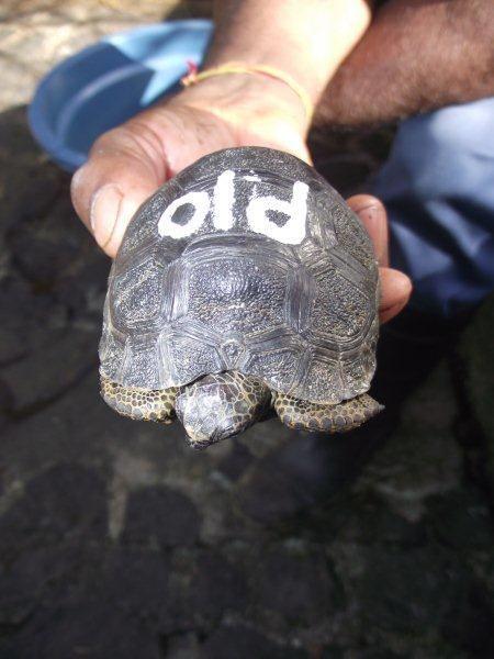 Grote foto aldabra schildpad online kopen dieren en toebehoren reptielen en amfibie n