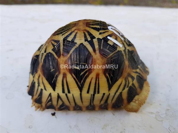 Grote foto aldabra schildpad online kopen dieren en toebehoren reptielen en amfibie n